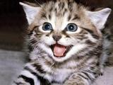宠物猫咪活体 视频挑选小加菲猫布偶猫折耳猫蓝猫波斯幼猫活体