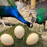 純正宗蓝孔雀苗可孵化蓝孔雀种蛋受精孔雀蛋活体孔雀观赏孔雀幼鸟
