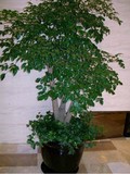办公室家居室内大型绿色植物盆栽 幸福树 净化空气