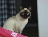 纯种泰国暹罗猫 海豹色蓝眼睛 挖煤工 像狗一样的猫 宠物猫 猫咪