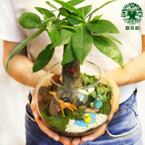 苔藓微景观植物生态瓶办公室桌面盆栽创意迷你绿植DIY摆件小盆景