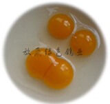 新鲜双黄鸽子蛋/蛋中臻品/双黄鸽蛋/万分概率/生态养殖 粮食喂养