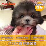 [迷你熊]韩国纯种银灰色泰迪贵宾宠物狗狗活体小体玩具幼犬出售