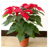 室内观叶植物 圣诞花卉盆栽 又称一品红圣诞红 适合圣诞节日庆典
