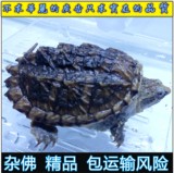2016乌龟活体黄壳杂佛头苗小鳄龟苗5cm以上鳄鱼龟纯佛宠物龟鳄龟