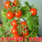 红珍珠番茄种子20粒 阳台种菜/盆栽西红柿 水果蔬菜 易种植可批发