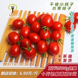 二林农产品 现摘果蔬新鲜孕妇应季水果千禧果圣女果小番茄5斤包邮