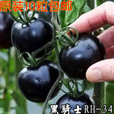 黑番茄种子RH-34黑骑士水果小番茄种子圣女果阳台原装10粒包邮
