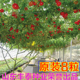 番茄树种子西红柿树状番茄种子蔬菜种子四季阳台春季原装8粒包邮