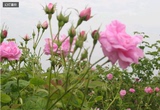 新鲜千叶玫瑰花蕾 二斤起订  山东五月初发货