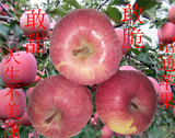 昭通苹果 新鲜苹果绿色水果脆甜冰糖心苹果红富士丑苹果8斤 包邮