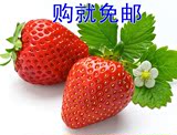 红白奶油草莓 水果种子 四季草莓种子 盆栽草莓种子 蔬菜种子阳台