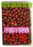 现摘新鲜小柿子 千禧圣女果 樱桃番茄 小番茄 新鲜水果 5斤装