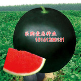 台湾黑美人 8424西瓜种子 黑皮无籽西瓜 蔬菜瓜果种子春秋四季播