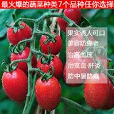 小番茄种子红圣女果种子 樱桃番茄种子 小西红柿种子 蔬果菜种子
