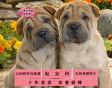 沙皮狗犬宠物狗家养活体赛级沙皮犬幼犬出售纯种沙皮幼犬全国包邮