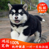 出售巨型纯种阿拉斯加犬 赛级阿拉斯加雪橇犬 十字桃子脸 宠物狗2