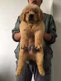 金毛犬幼犬出售 纯种宠物狗 品质好健康可爱上海可上门挑选狗狗