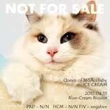 布偶猫舍365AceBaby★女王CFA/TICA/WCF注册 玳瑁双布偶猫 冰淇淋