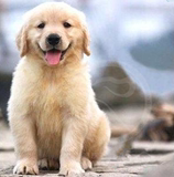 上海纯种金毛犬金毛幼犬出售带血统证书可上门实体挑选