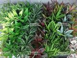 仿真草坪地毯草皮假叶子米兰阳台绿化墙体香菜草装饰植物背景墙