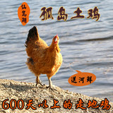 仙岛湖农家散养土鸡草鸡2年老母鸡柴鸡走地公童子鸡顺丰冷链配送