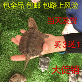 杂佛鳄鱼龟 宠物龟 乌龟活体 水龟 小鳄龟观赏龟黄壳杂佛龟纯佛龟