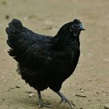 江西五黑鸡五黑一绿绿壳鸡种蛋高产绿壳种蛋高受精率受精种蛋