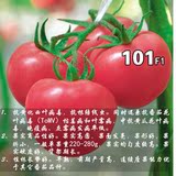 京番101 番茄抗TY、线虫 京研益农 农科院 蔬菜种子 粉果
