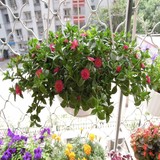 牡丹吊兰 阳台客厅垂吊绿植花卉盆栽樱花吊兰 绿色植物净化空气