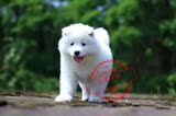 上海多格 微笑白色纯种萨摩耶犬幼犬 雪橇犬家养中型犬宠物狗活体
