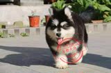 多格巨型阿拉斯加犬纯种幼犬宠物狗出售黑色长毛雪橇犬上门刷卡