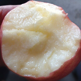 山东省烟台特产有机水果新鲜栖霞红富士苹果8斤吃的批发包邮现摘