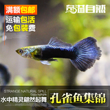 奇溢自然热带鱼孔雀鱼小型淡水观赏鱼鱼活体宠物9种集锦最多8条装
