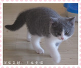英国短毛猫蓝猫蓝白乳白双色正八字三花英短立耳折耳活体宠物猫咪