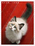 在售幼猫-真猫实价-海豹双色超正八字布偶猫布娃娃猫活体宠物小猫