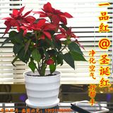 室内高档盆栽绿植鲜花 一品红 圣诞红 喜庆花卉 中国红 净化空气