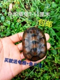 中华草龟金线龟乌龟活体宠物龟7-8厘米情侣一对包邮