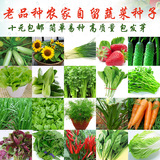 四季播易种蔬菜种子套餐盆栽水果黄瓜番茄韭菜香菜菠菜草莓生菜籽