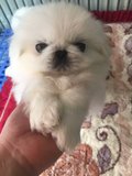 纯种北京犬京巴狗-公的-活体宠物小狗狗幼犬有视频支持支付宝