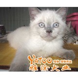 纯种重点色暹罗猫活体宠物小猫咪幼猫支持支付宝可视频无中介健康