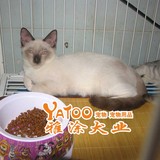 纯种4个月暹罗猫活体宠物小猫咪幼猫支持支付宝可视频无中介健康