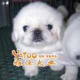 纯种白京巴/北京犬活体宠物小狗狗幼犬支持支付宝无中介11年老店