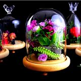 DIY微景观花瓶永生花罩创意圆顶特色玻璃景观罩装饰罩子礼物摆件