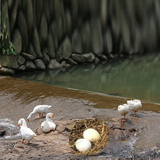 江山农家生态绿色散养新鲜鹅蛋新鹅处子蛋草鹅蛋去胎毒土鹅蛋包邮