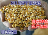 2015年农家新货干玉米粒 玉米籽粗粮杂粮批发 鸽子鸡鸭鸟食饲料