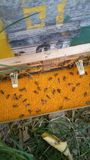 农家自产纯天然正宗荷花蜂花粉 一级天然蜂花粉 农家自产500g
