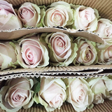 粉红雪山玫瑰鲜花20支云南昆明花市鲜花批发粉红雪山玫瑰鲜花采购