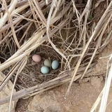 李时珍 正宗江汉鸡种蛋受精鸡蛋可孵化受精卵柴土鸡种蛋绿壳新鲜
