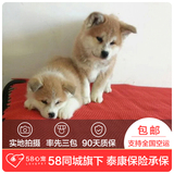 【58心宠】纯种秋田犬宠物级幼犬出售 宠物狗狗活体 成都包邮